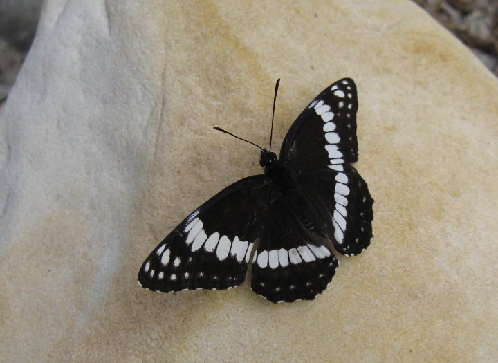 Admiral Butterfly